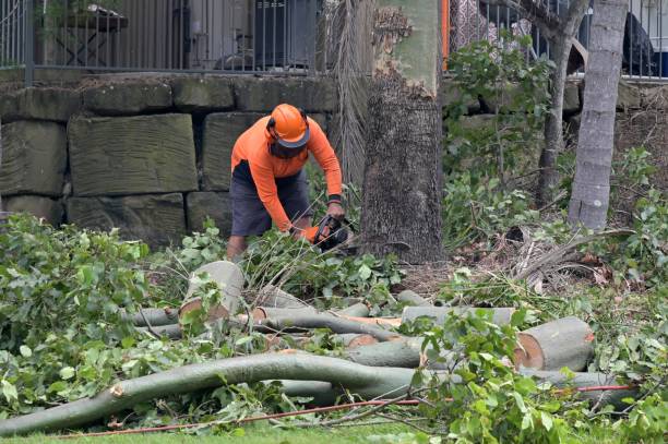 Best Large Tree Removal  in Ardmore, AL